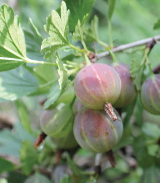 Red George bears very fine thorns, but great flavor.